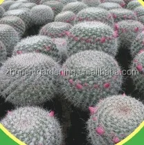  Mammillaria Hahniana 5 см мини кактус суккуленты комнатные растения бонсай детский эхинокактус grusonii cereus cклиенты opuntia