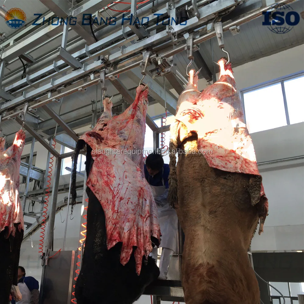 carcass dressing line for cattle abattoir slaughterhouse