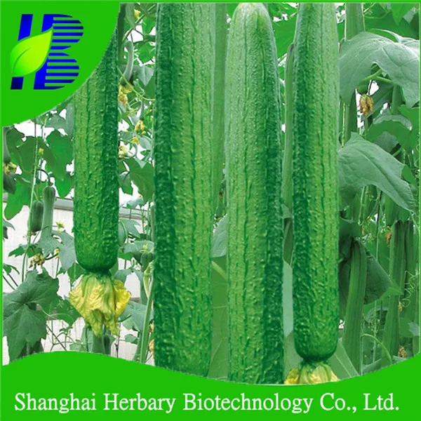2021 High Yield Hybrid Vegetable Seeds Luffa Seeds/Loofah Seeds For Growing