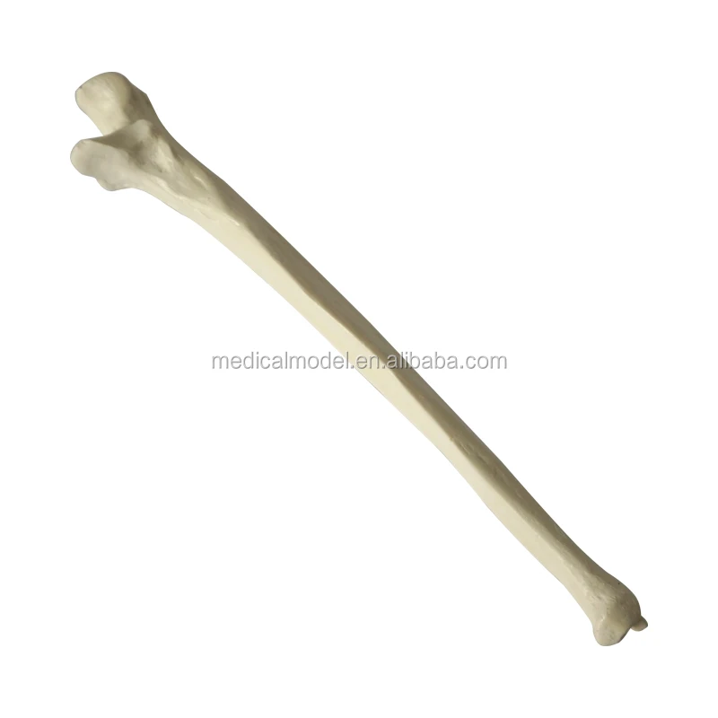 Orthopaedic bones Model For Cut,Drilled, Tapped Or Gouged