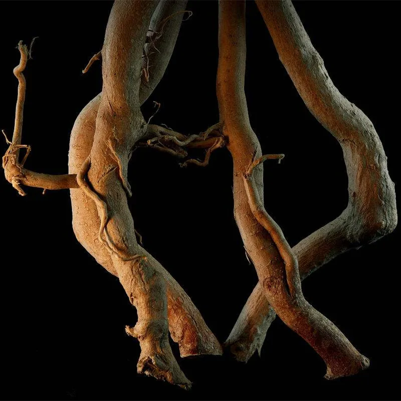 
Improving male sexual ability stamina natural herbal tongkat ali root 