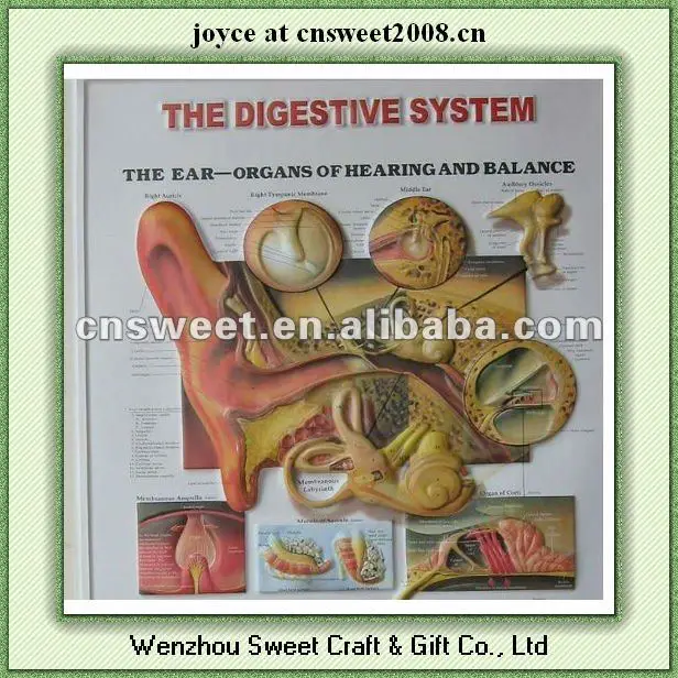 3d printing posters PVC poster with anatomical picture