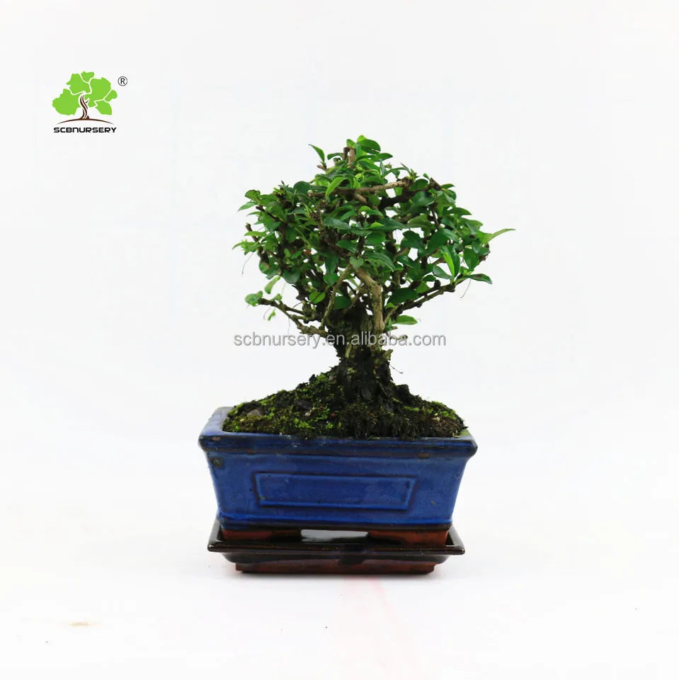 
 Кармона, 15 см, шар для помещений и улицы, бонсай, детское зеленое растение  