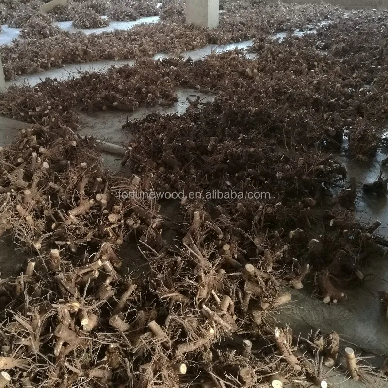  Китайская FTE корень павловнии Paotong