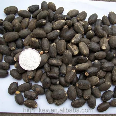 
S207 Mafengshuzhongzi Bulk Supply Best Quality Price Jatropha Seed 