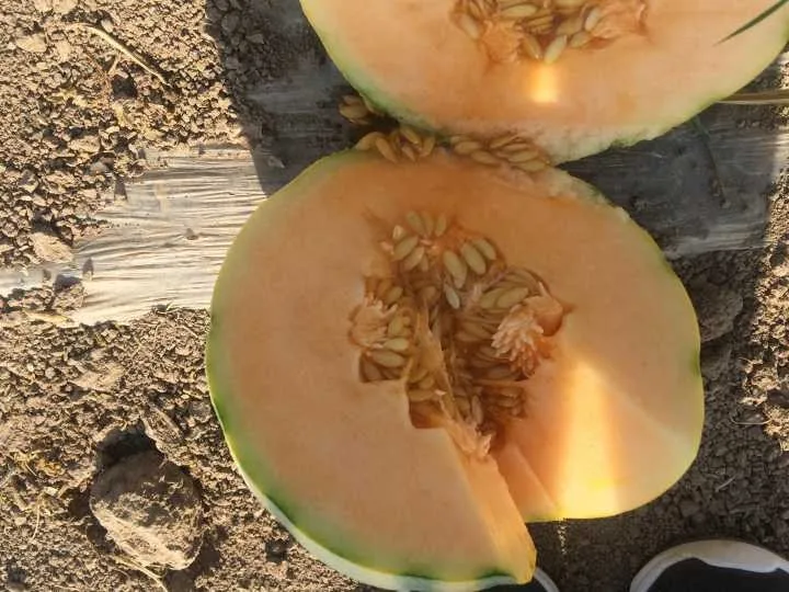 Wide stripe sweet melon seeds for sale