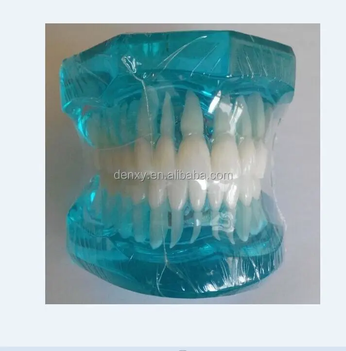 
High-quality beautiful dental supplier transparent orthodontic model 