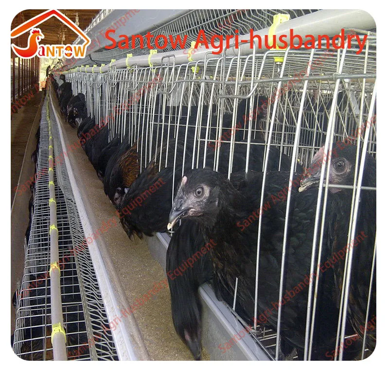 Feeding 5000 chicken 120 birds layer chicken cage type design poultry house