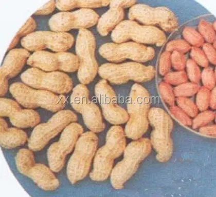 Raw Peanuts in Shell/Groundnuts in Shell for sell