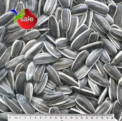 2020 new crop sunflower seeds 361 XINJIANG origin
