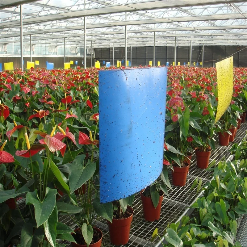 hot sale Blue Glue Traps Two-sided Glues control insect