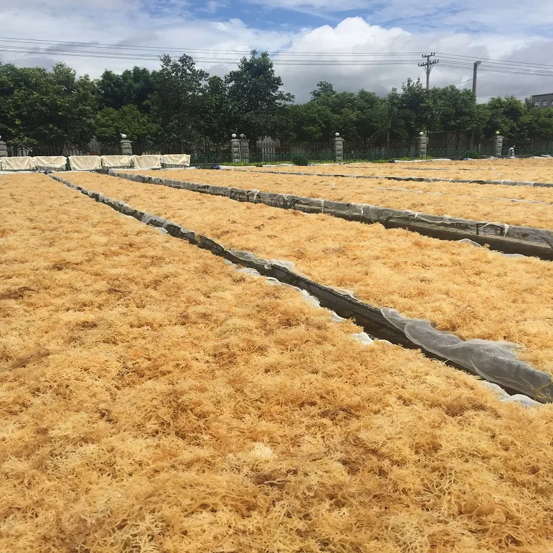 
China chemical manufacturer food ingredients agar agar 