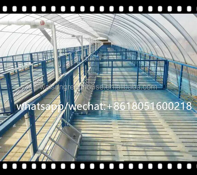 Pe Film Glass Poly Tunnel Reinforced Plastic Film Greenhouse for Poultry House