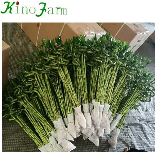 
 Бамбуковое растение на удачу  