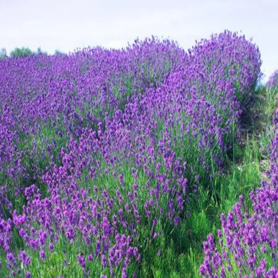 
S421 Xun yi cao High Germination Lavandula Angustifolia Seeds for Planting 