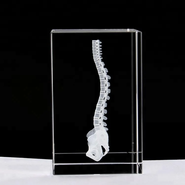 
Wholesale 3D engraving Spine models as crystal gift 