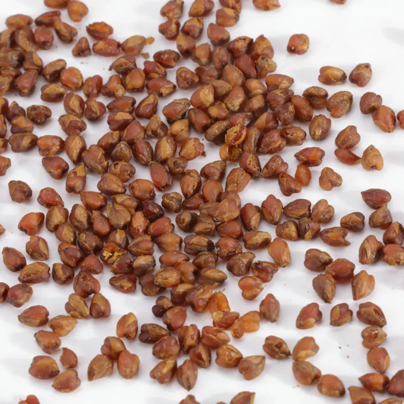 
high mountain black tartary buckwheat tea, Black bitter tartary buckwheat germ herbal tea , Whole embryo buckwheat tea 