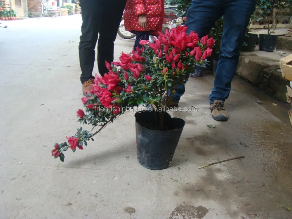 shaped blooming Rhododendron azalea bonsai