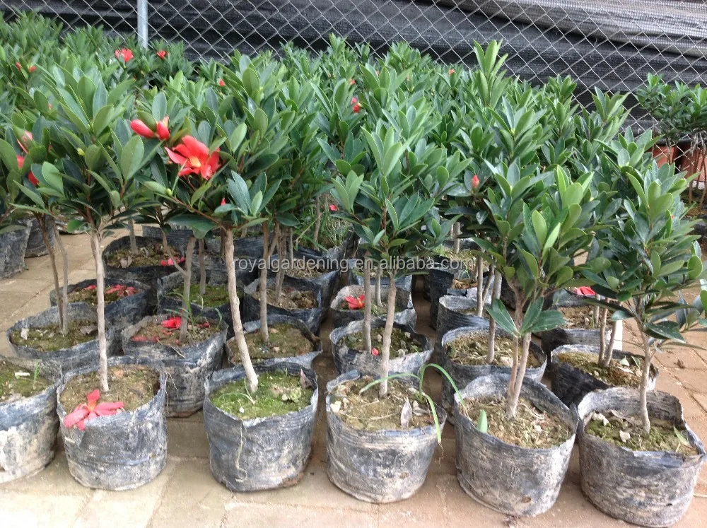 
Camellia japonica Tree Plant 