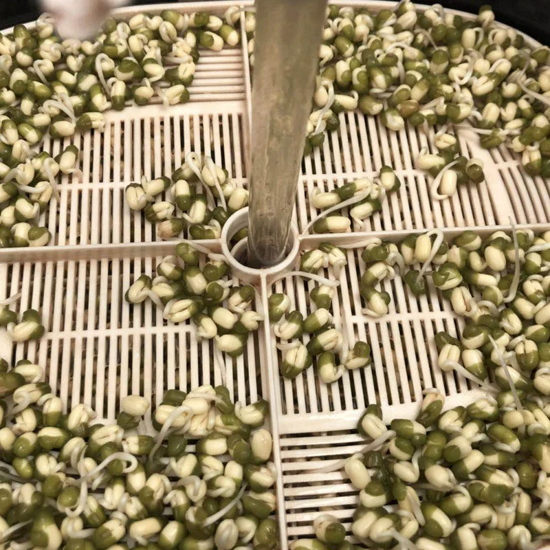 Green Bean Sprouts / Germinated Mung Beans Green Gram