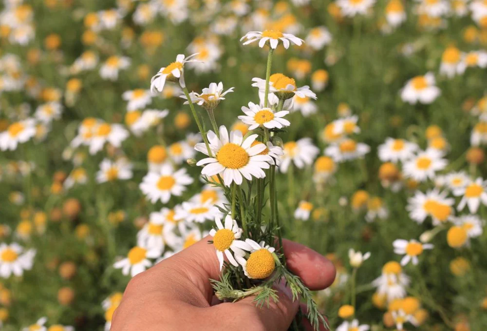 Сушеные из чистого кашемира высокое качество сырья Chamaemelum nobile цветы ромашки