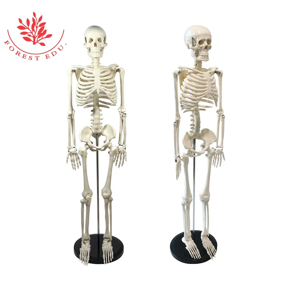 
Medical teaching model 85cm human anatomy skeleton 