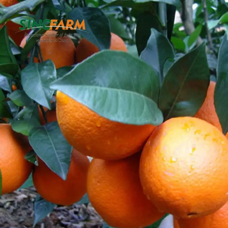 Citrus Fruit Baby Mandarin Orange With Wholesales Price