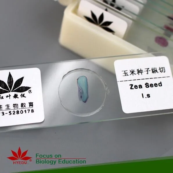 Fixed set 19 Species Seeds clear botany  microscope slide for lab
