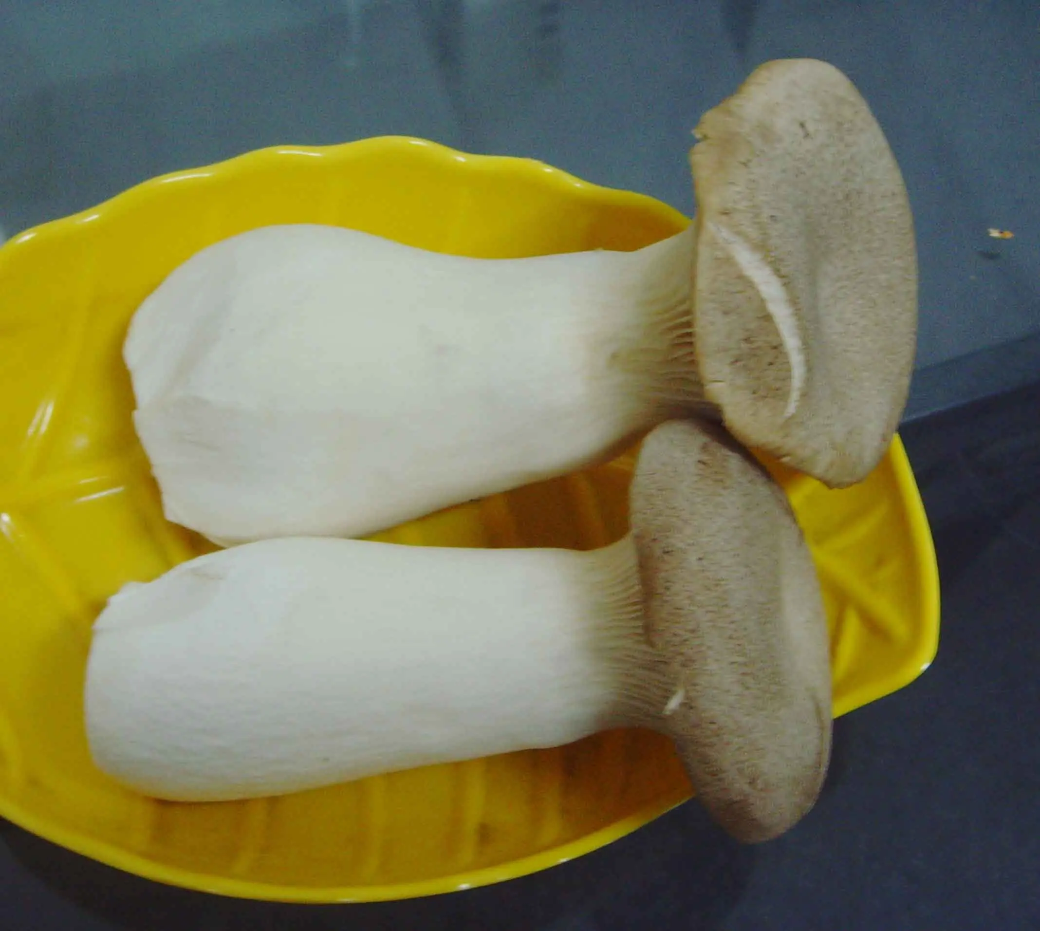 
king oyster mushroom 