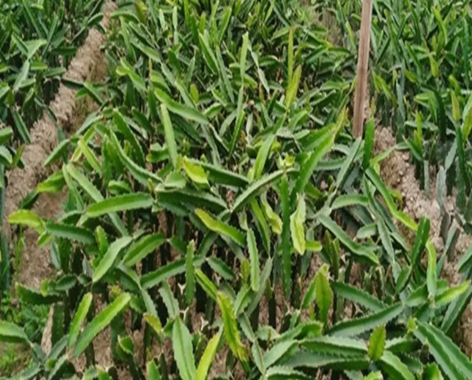 50g/bag High germination hot sale Pitaya planting red dragon fruit seeds for sale