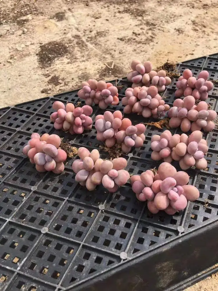 Виноградный аметист, суккулент бонсай, внутреннее украшение