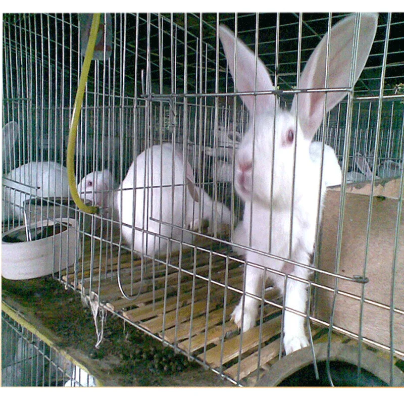Metal cheap commercial wholesale rabbit cage breeding