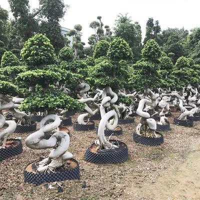 
 Фикус микрокарпа в форме ствола дракона  