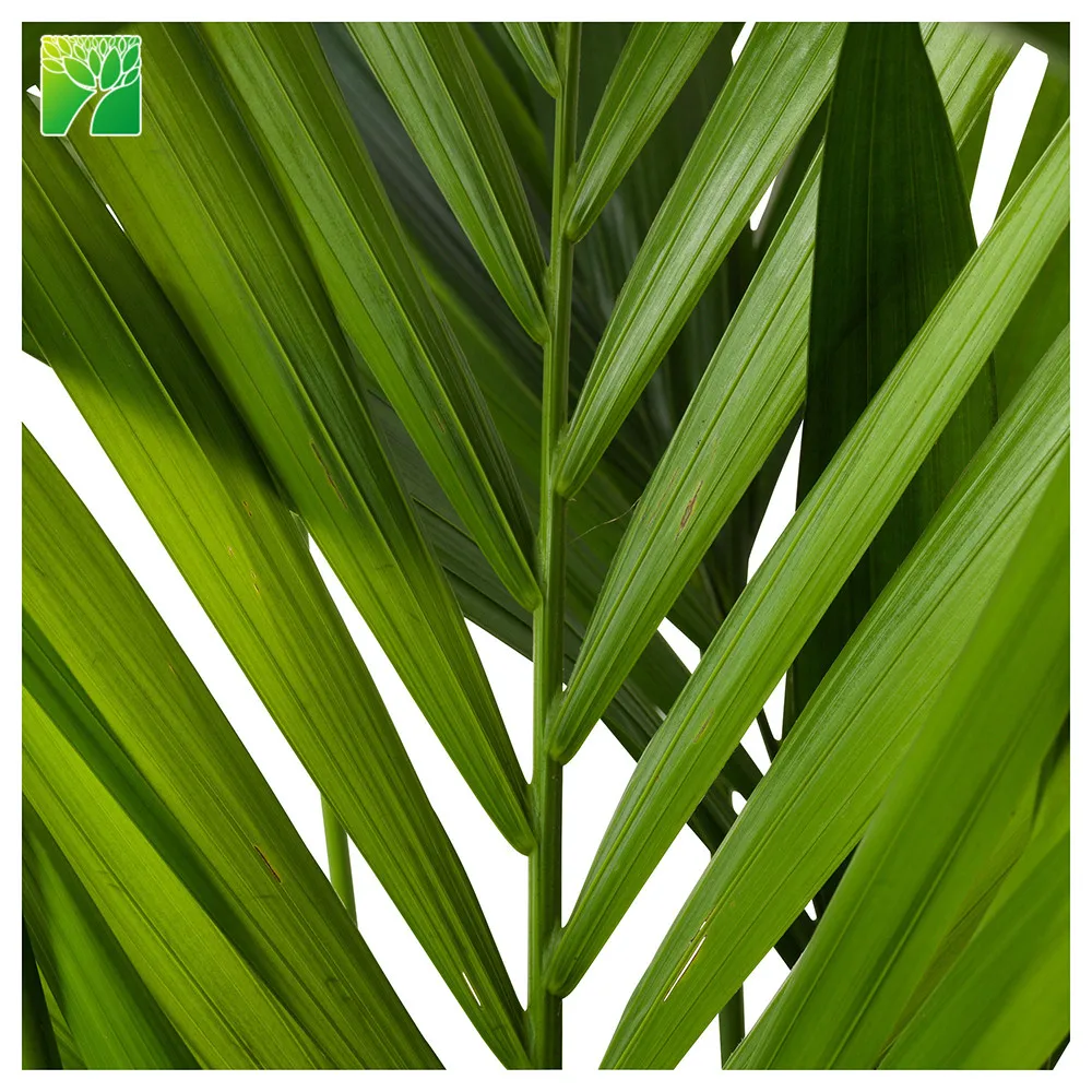 Поставка растительных ферм максимальная высота роста 10 футов уличные пальмовые растения кадемия Пальма хаваа