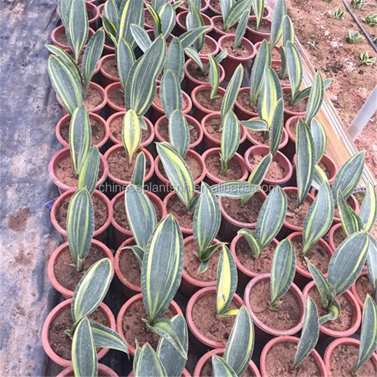  Зеркало с сокровищами Sansevieria Trifasciata Surpeba для