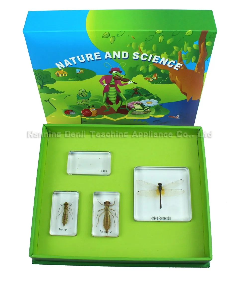 
Insect Collection Specimen of Honey Bee Life Cycle for Educational Toys Gift Customized 