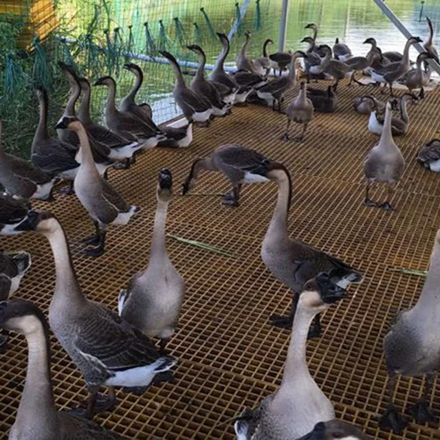 FRP формованная решетка для пола из свиньи и курицы