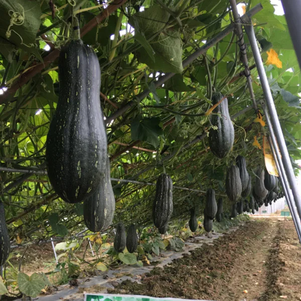 
Good fruiting honey pumpkin seeds price 