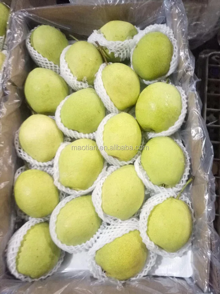 Груши Шаньдун