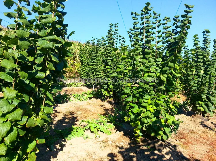 
Cold resistant Hybrid Hazelnut tree seedlings 