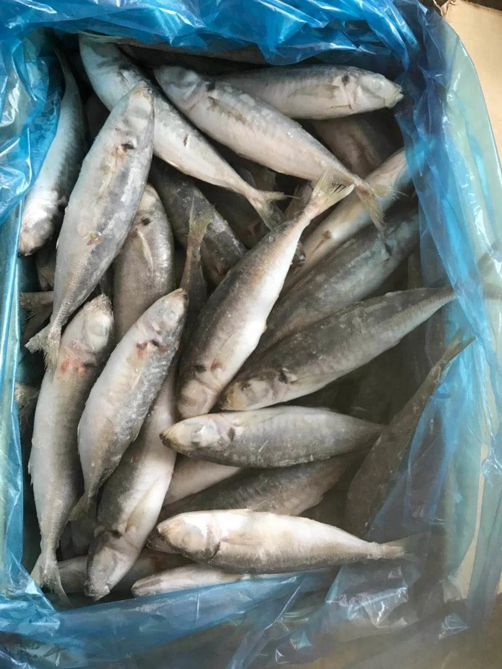 
Frozen Whole Round Scad with IQF 6-8 Jack mackerel 