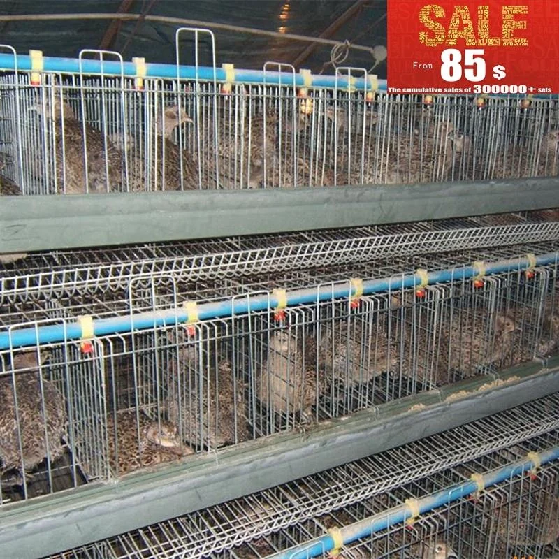 saudi arabia poultry farming chicken cage for sale