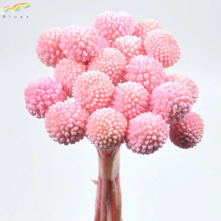 
Natural Craspedia Billy Balls Preserved Golden Ball Dried Flower for Decoration 20pcs/bag 