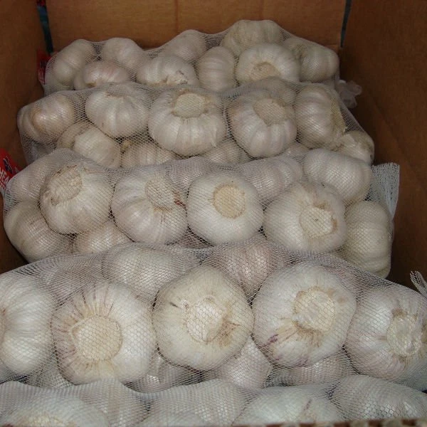 2018 Chinese 5.5 fresh pure white garlic
