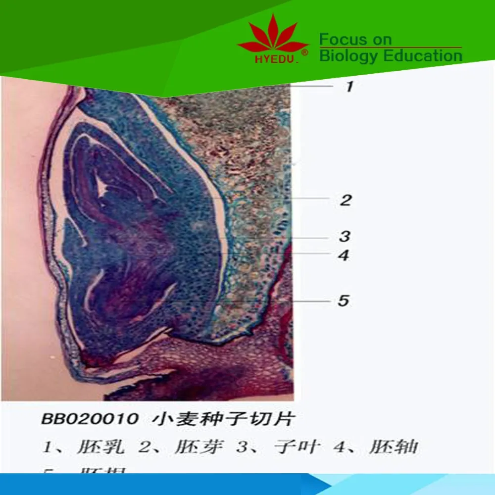 Fixed set 19 Species Seeds clear botany  microscope slide for lab