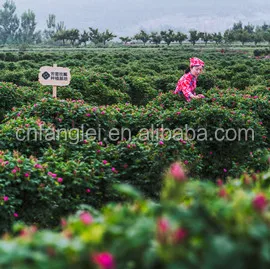 Dried Rose Corolla Edible Rose Flower for Tea