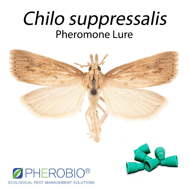 
Rice borer Chilo suppressalis pheromone lure pheromone trap 