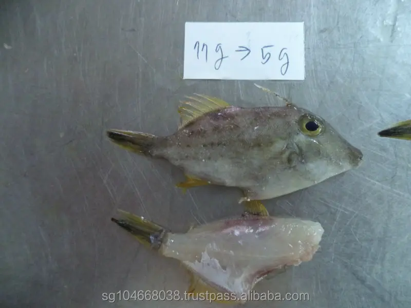 BQF Freezing 10kg/cartons Custom Packaging Malaysia Leather Jacket Fish Frozen Whole Round