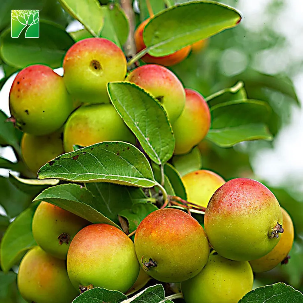 Яркое солнце, высота до 100 см, гала, яблоко, карликовый пицер, Малус пумила