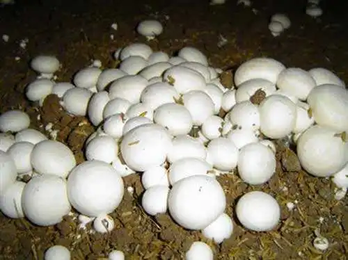 
Detan Fresh Champignon Mushroom 